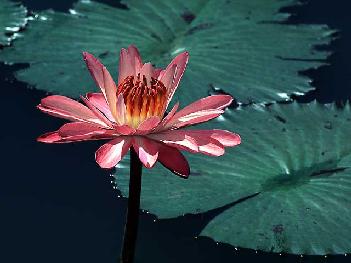 Flor de Brasil